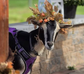A goat wearing a fall leaf crown and purple harness.