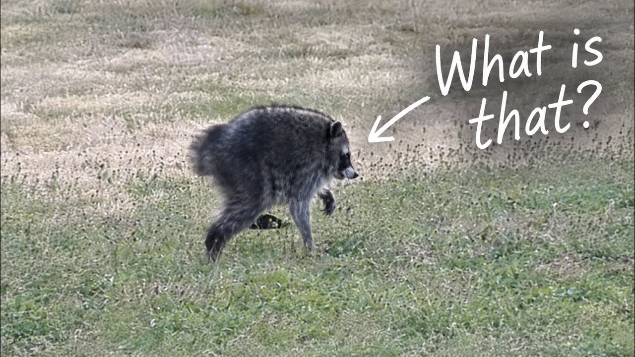 Jimothy the raccoon