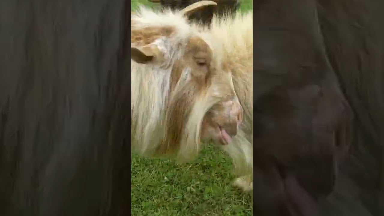 Sam the goat